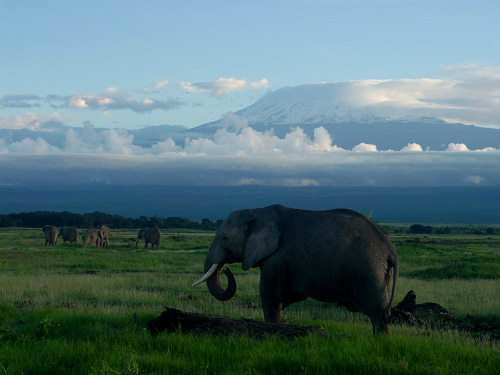 Elephants with Kilimanjaro