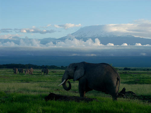 Elephants with Kilimanjaro