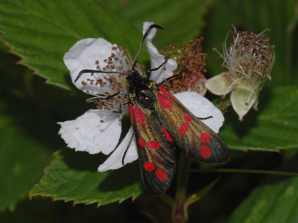 Six-spot Burnet, Zygaena filipendulae