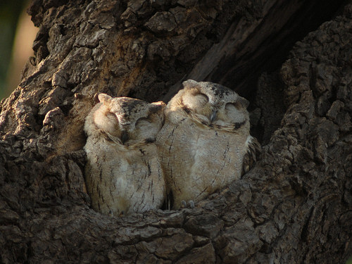Collard scops Owl, Otus bakkamoena