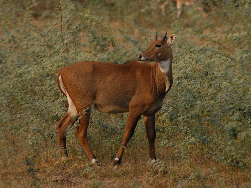 Nilgai Female, Boselaphus tragocamelus