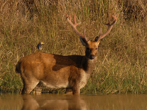 Swamp Deer, Cervus duvaucelii