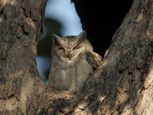 Collard scops Owl, Otus bakkamoena