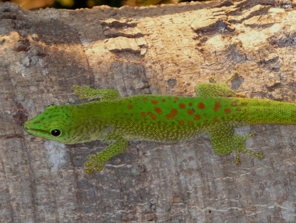 Giant Madagascar Day-gecko