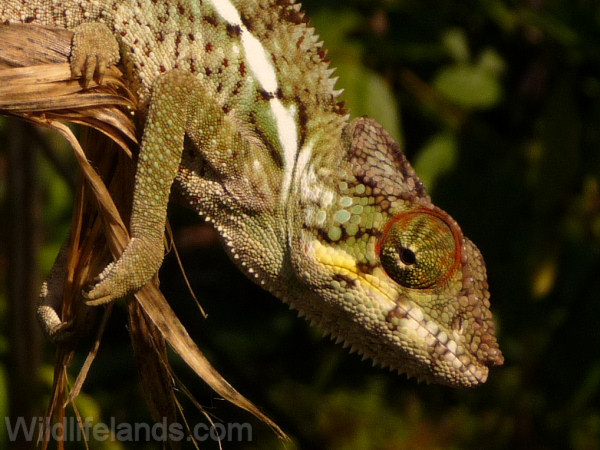 Panther Chameleon Furcifer pardalis