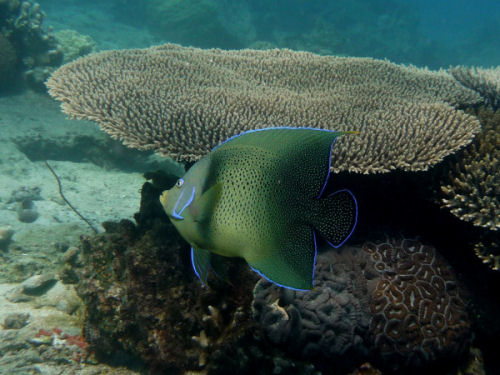 Koran Angelfish, Pomacanthus semicirculatus