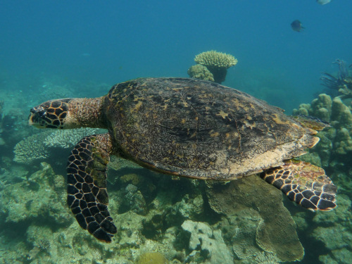 Green Turtle
