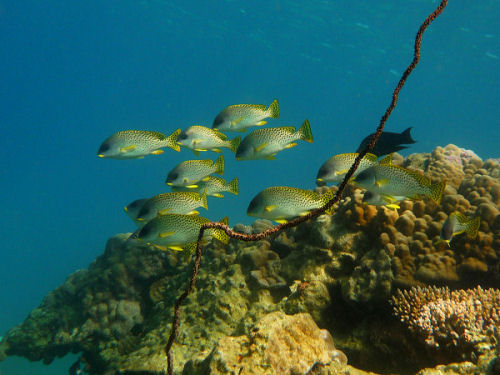 Blackspotted_Sweetlips_Plectorhinchus_gaterinus