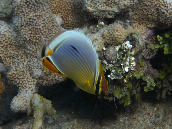 Rib Butterfly Fish, Chaetodon trifasciatus