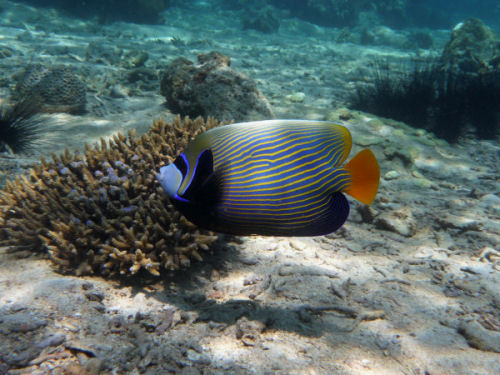 Emperor Angel Fish, Pomacanthus_imperator