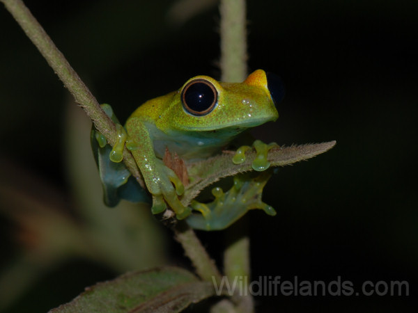 Madagascar Treefrog, Boophis sp