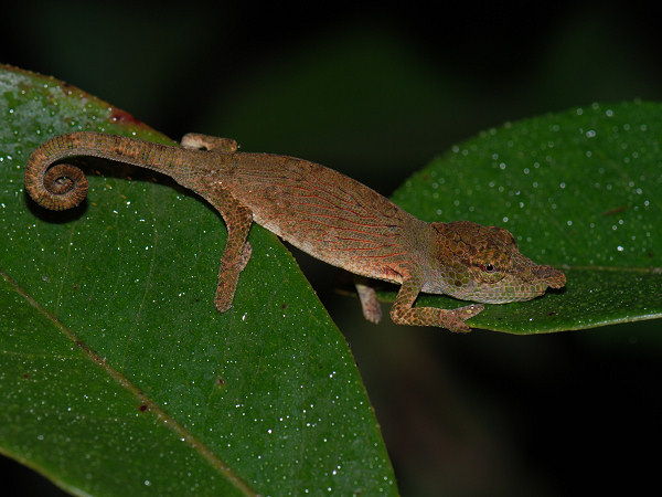 Bignose Chameleon