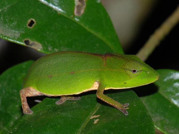 Green Chameleon