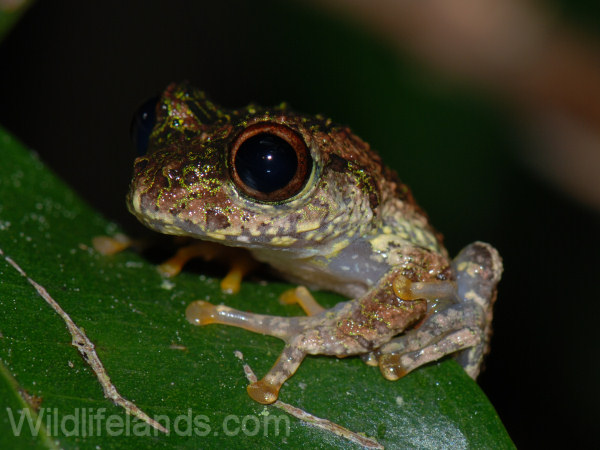 Madagascar Treefrog, Boophis sp