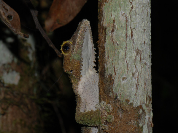 Leaftailed Gecko