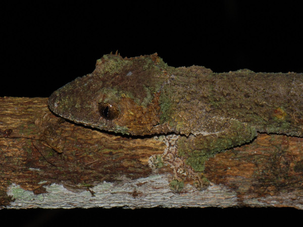Leaftailed Gecko