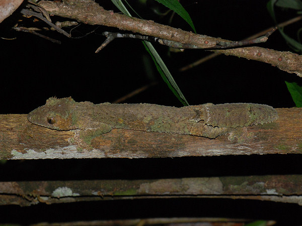 Leaftailed Gecko