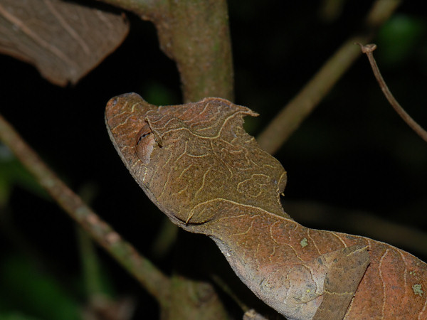 Leaf-tailed Gecko