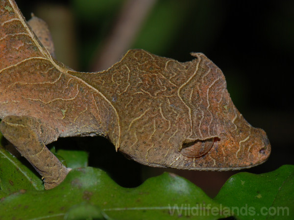 Leaftailed Gecko