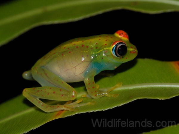 Madagascar Treefrog, Boophis sp