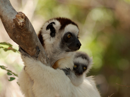 Verreaux's Sifaka, Propithecus verrauxi.jpg
