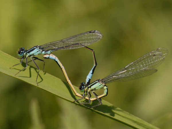Blue-tailed Damselfly, Ischnura elegans