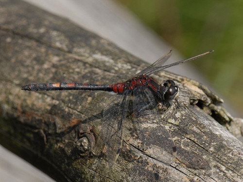 White-faced Darter Leucorrhinia dubia - Male