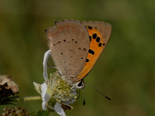 Small Copper, Lycaena phlaeas