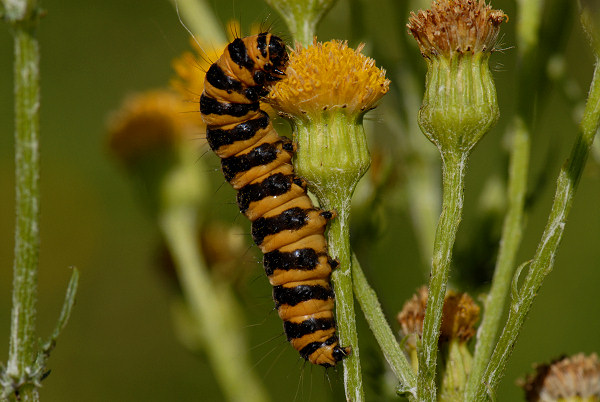 Cinnabar Caterpillar, Tyria jacobaeae