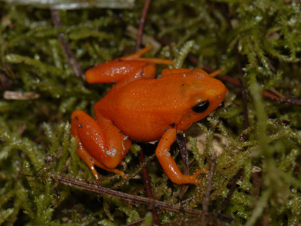 Golden Mantella