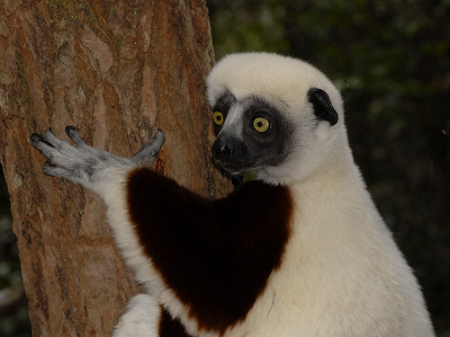 Coquerel's Sifaka, Propithecus coquereli
