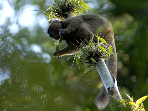 Greater Baboo Lemur
