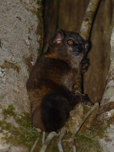 Smalltoothed Sportive Lemur, Lepilemur microdon
