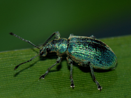 Leaf Weevil, Phyllobius pomaceus