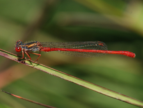 Large Red Damselfly Pyrrhosoma nymphula
