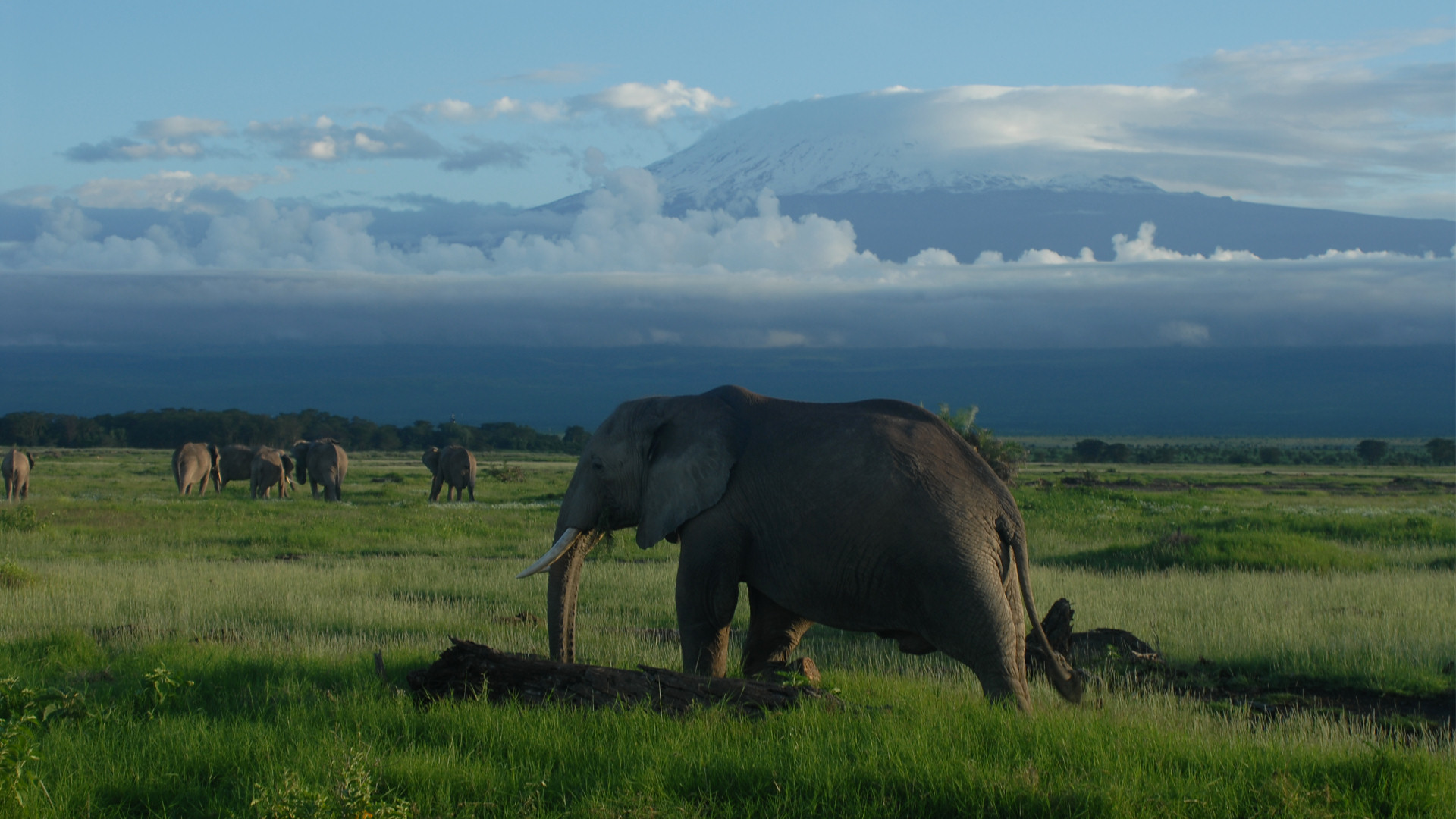 Elephant with Kilimanjaro