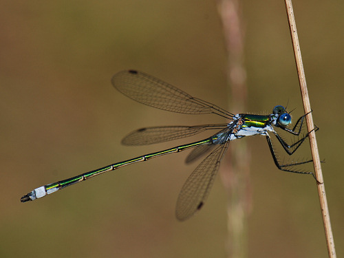 Emerald Damselfly, Lestes sponsa