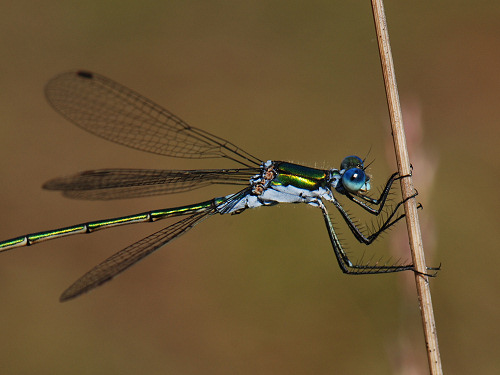 Emerald Damselfly, Lestes sponsa
