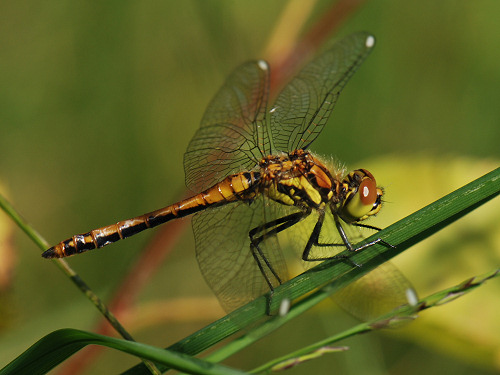 Black Darter Sympetrum danae, young male