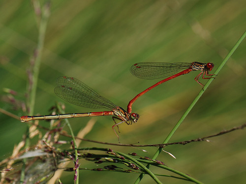 Large Red Damselfly Pyrrhosoma nymphula