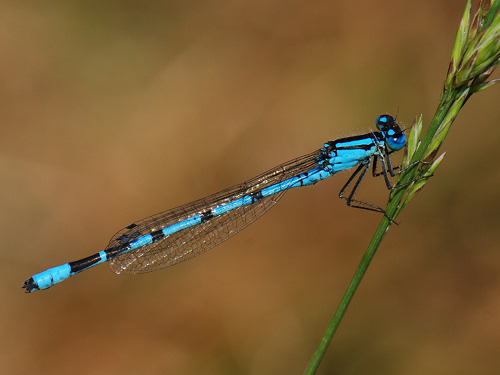 Common Blue Damselfly, Enallagma cyathigerum