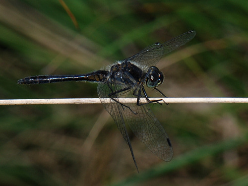 Black Darter Sympetrum danae