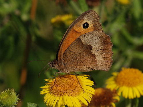 Meadow Brown, Maniola jurtina