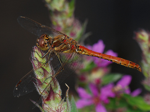 Moustached Darter, Sympetrum vulgatum