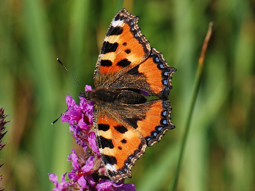 Small Tortoiseshell, Aglais urticae