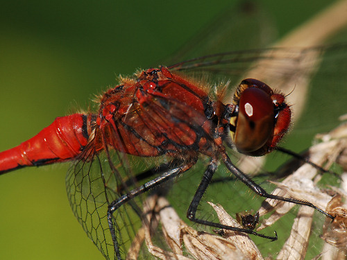 Ruddy Darter, Sympetrum sanguineum