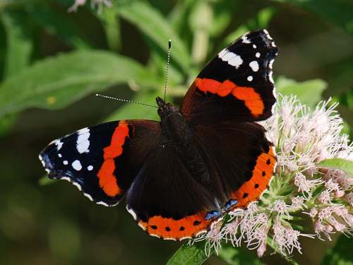 Red Admiral, Vanessa Atalanta