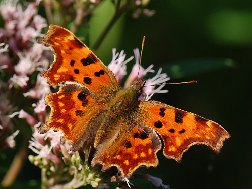 Comma, Polygonia c-album