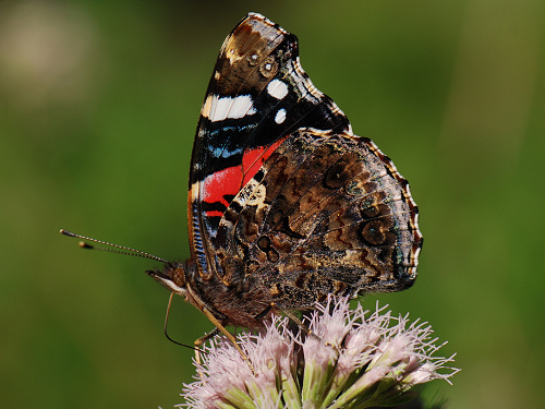 Red Admiral, Vanessa Atalanta