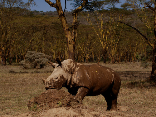 Young White Rhino, Ceratotherium simum